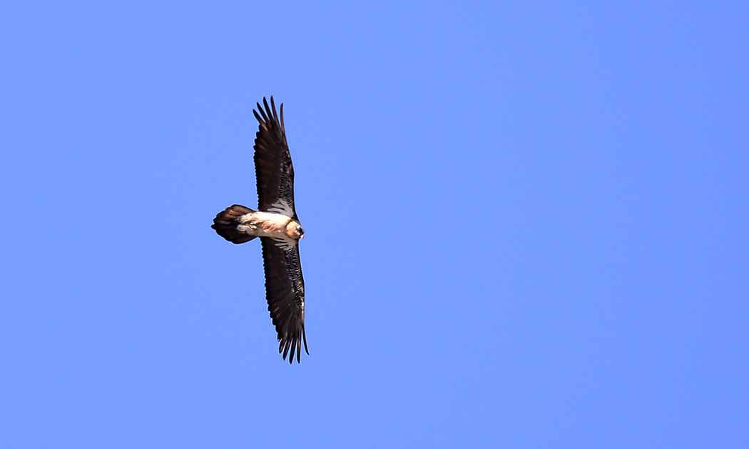 Bearded Vulture